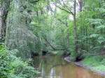 Dinkel